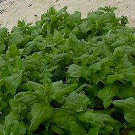 New Zealand, Spinach Seeds