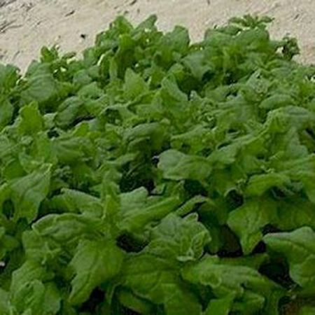 New Zealand, Spinach Seeds - Packet image number null