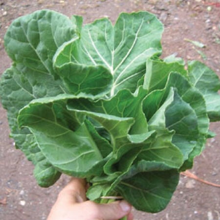 Champion, Collard Seeds - Packet image number null