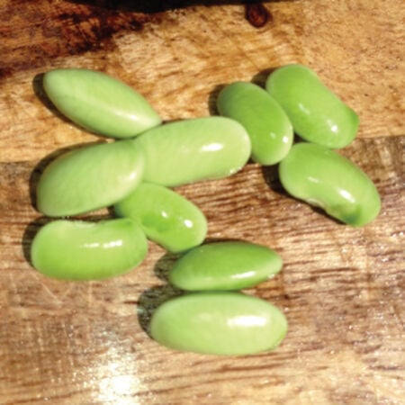 Jade, Bean Seeds - Packet image number null