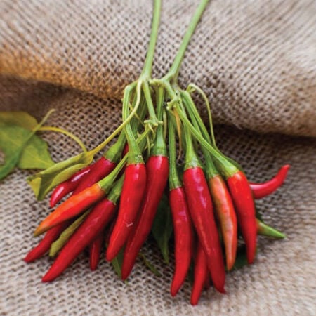 Thai Dragon, (F1) Pepper Seeds - Packet image number null