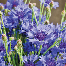 Dwarf Blue, Centaurea Seeds