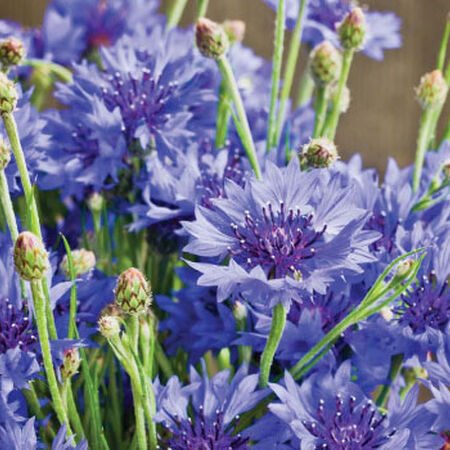 Dwarf Blue, Cornflower Seeds - Packet image number null