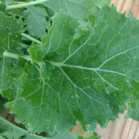 Dwarf Siberian, Kale Seed - Packet image number null