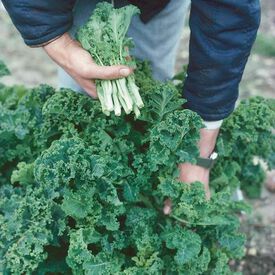 White Russian, Kale Seed