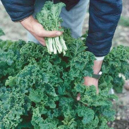 White Russian, Kale Seed - Packet image number null