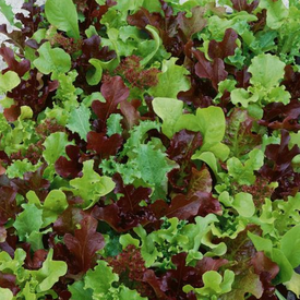 Mini Greens Blend, Lettuce Seeds