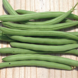 Topcrop, Bean Seeds