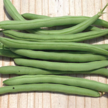 Topcrop, Bean Seeds - Packet (1 oz.) image number null