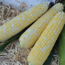 Tempo XR, (F1) Corn Seed