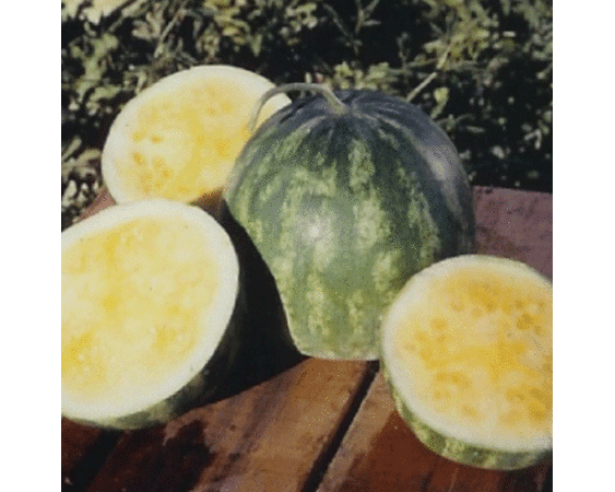 Triple Gold Seedless, Watermelon Seeds - Packet image number null
