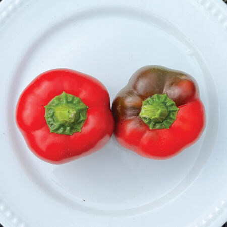 Pimento, Pepper Seeds - Packet image number null