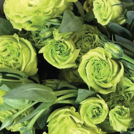 Rosanne 1 Green, (F1) Lisianthus Seeds - Packet image number null