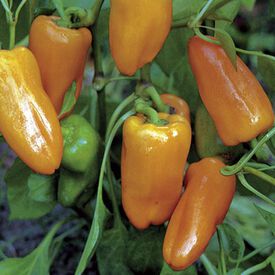 Peach Habanero, Pepper Seeds