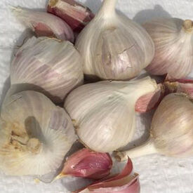 Majestic, Garlic Bulbs