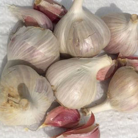 Majestic, Garlic Bulbs image number null