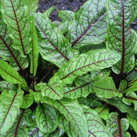 Red Veined Sorrel Seeds, Greens