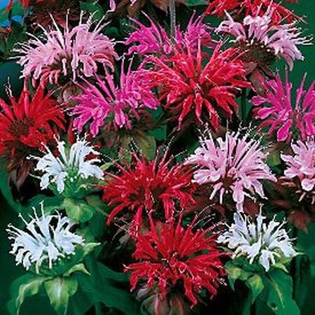 Panorama, Bee Balm Seeds - Packet image number null