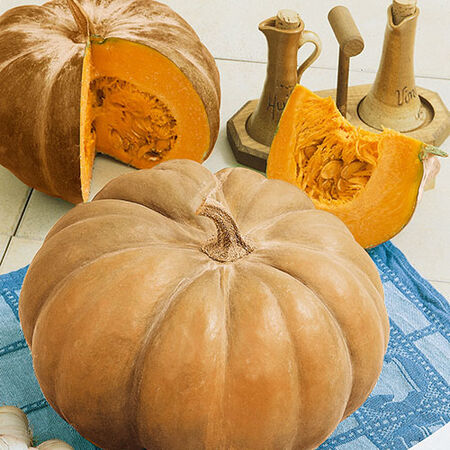 Autumn Buckskin, (F1) Pumpkin Seeds image number null