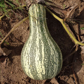 Cushaw Green Striped, Squash Seeds