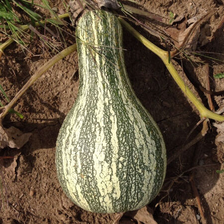 Cushaw Green Striped, Squash Seeds - Packet image number null