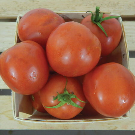 Moneymaker, Tomato Seeds - Packet image number null