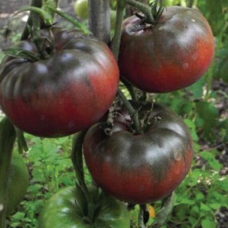 Black from Tula, Tomato Seeds - Packet image number null