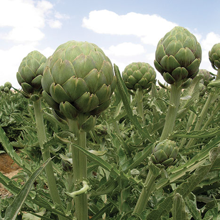 Wonder, Artichoke Seeds - Packet image number null