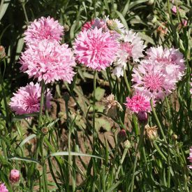 Tall Pink, Centaurea Seeds