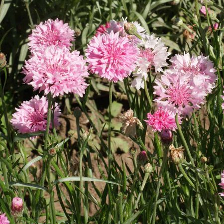 Tall Pink, Cornflower Seeds - Packet image number null