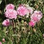 Tall Pink, Cornflower Seeds - Packet thumbnail number null