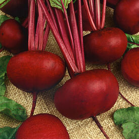 Crosby Egyptian, Organic Beet Seeds