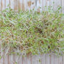 Red Clover, Sprout Seeds - 1 Pound thumbnail number null
