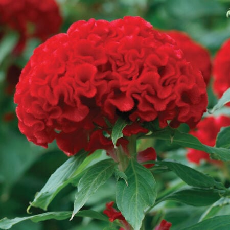 Chief Fire, Celosia Seeds - Packet image number null