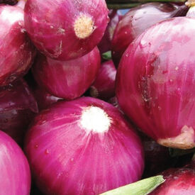 Red Grano, Onion Seeds