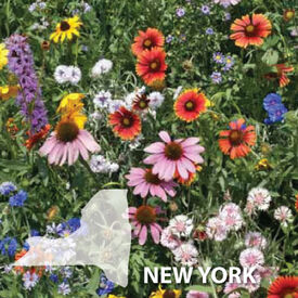 New York Blend, Wildflower Seed
