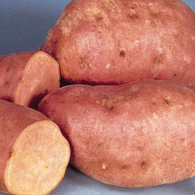 Centennial, Sweet Potato Slips