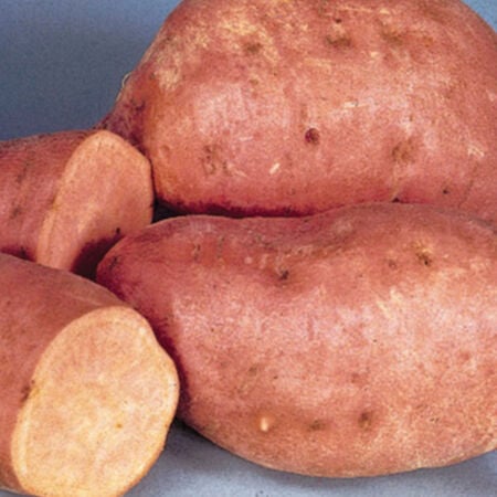 Centennial, Sweet Potato Slips - 25 Potato Slips image number null