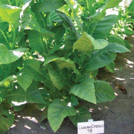 Cuban Criollo 98, Tobacco Seed - Packet image number null