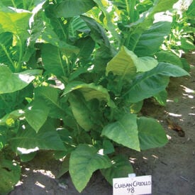 Cuban Criollo 98, Tobacco Seed