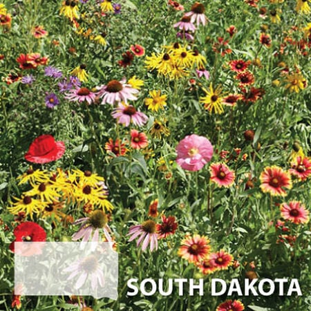 South Dakota Blend, Wildflower Seed - 1 Ounce image number null