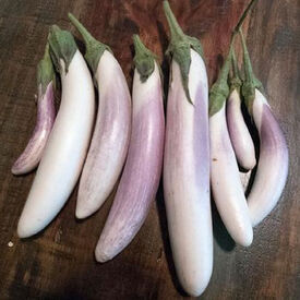 Bride, Eggplant Seeds