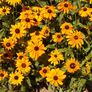 Marmalade, Rudbeckia Seeds - Packet thumbnail number null