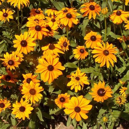 Marmalade, Rudbeckia Seeds - Packet image number null