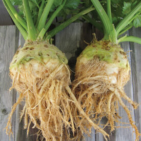 Brilliant, Celeriac Seeds