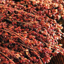 Red Head Broom, Corn Seed