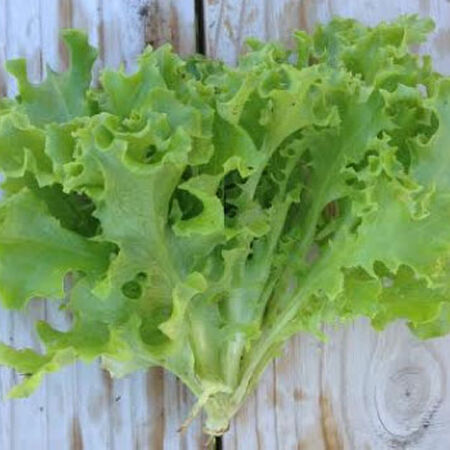 Tango, Lettuce Seeds - Packet image number null