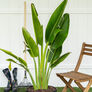 Traveller's, Palm Seed thumbnail number null