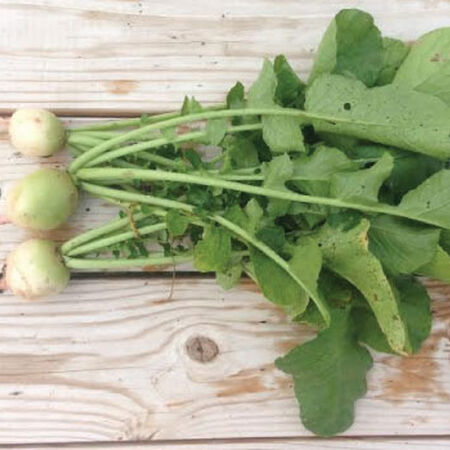 Watermelon, Radish Seeds - Packet image number null