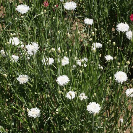 Tall White, Cornflower Seeds - Packet image number null